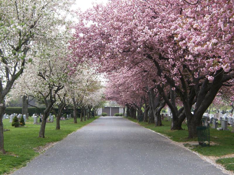beautiful pink and white cherry blossoms in a cemetery