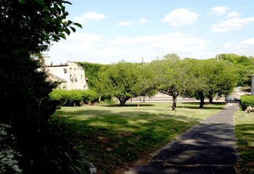 Trees in front of burial ground