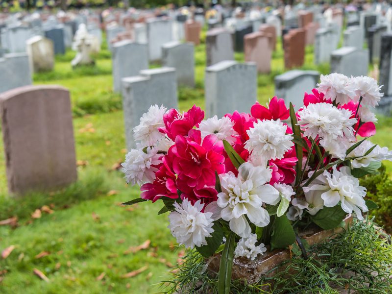 pink and white flowers with cemetery in the background