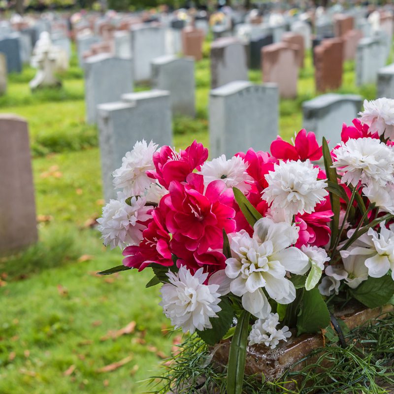 pink and white flowers with cemetery in the background