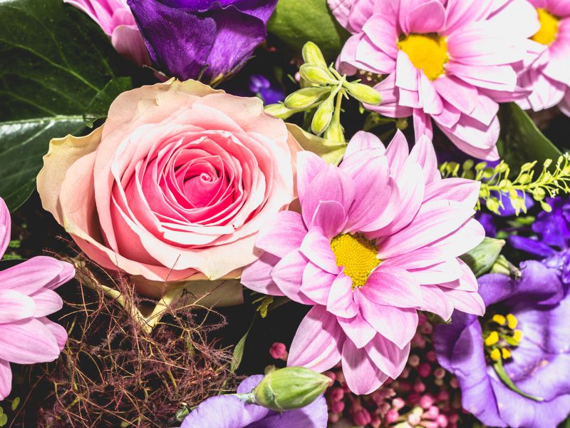 pink and purple flowers