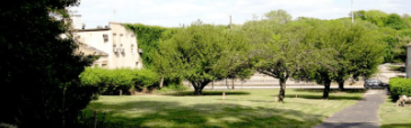 Trees in front of burial ground