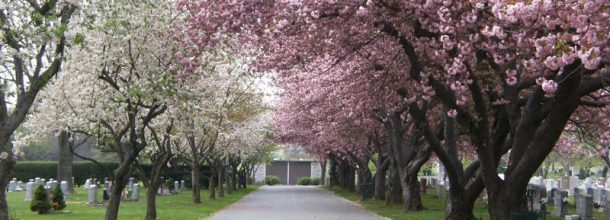 beautiful pink and white cherry blossoms in a cemetery beautiful pink and white cherry blossoms in a cemetery
