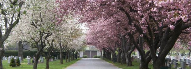 beautiful pink and white cherry blossoms in a cemetery